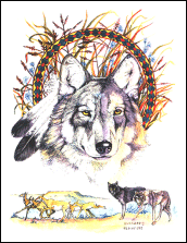 Prairie Wolf