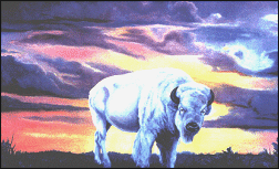 White Buffalo